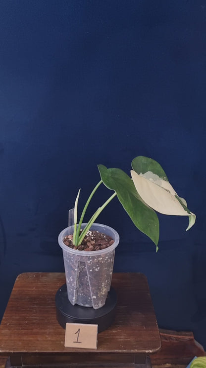 Syngonium Chiapense Variegata