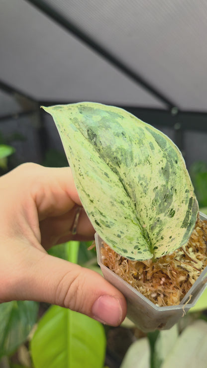 Scindapsus Peasun XS