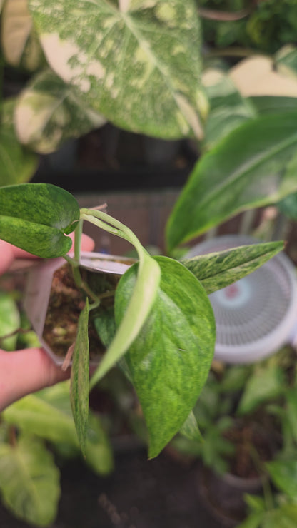 Epipremnum Cebu Blue Mint