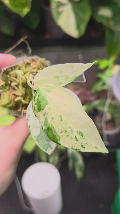 Epipremnum Pinnatum Cebu Blue Variegata
