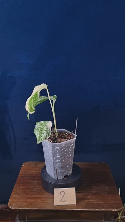 Amydrium Medium Variegata