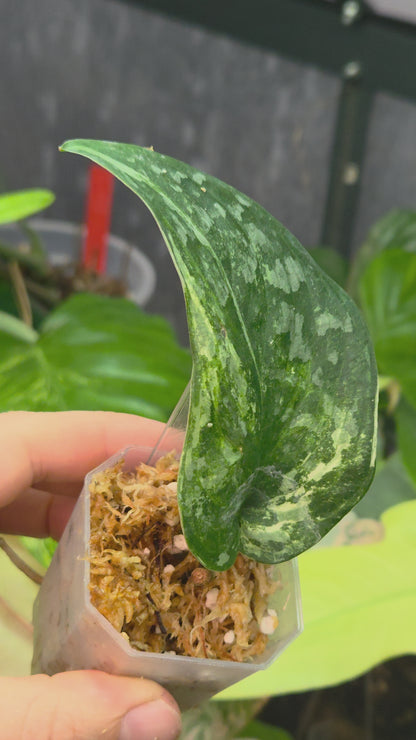 Scindapsus Halimoon Small