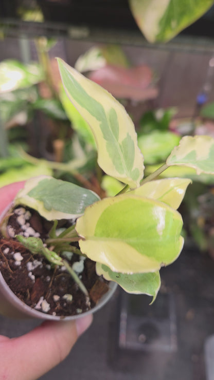 Philodendron Burle Marx White Lava