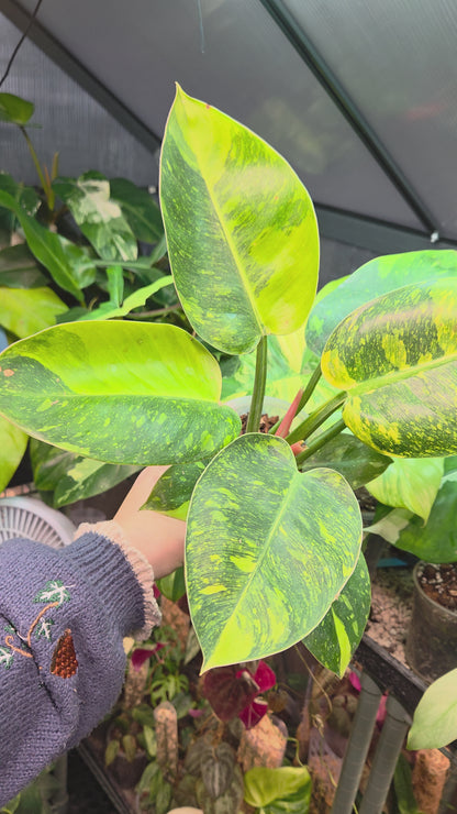 Philodendron Green Congo Marble Variegata