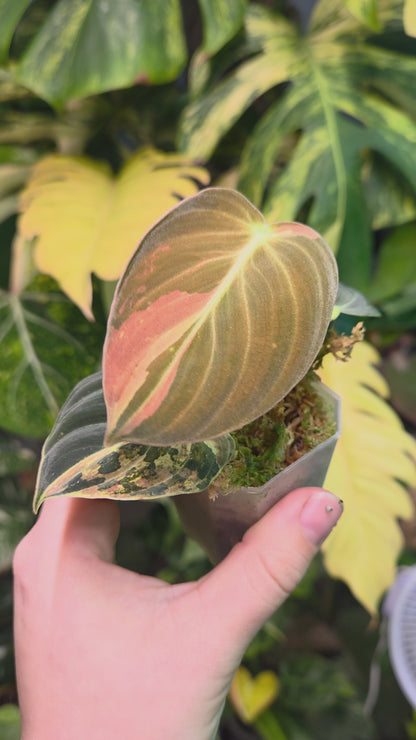 Philodendron Melanochrysum High Variegation