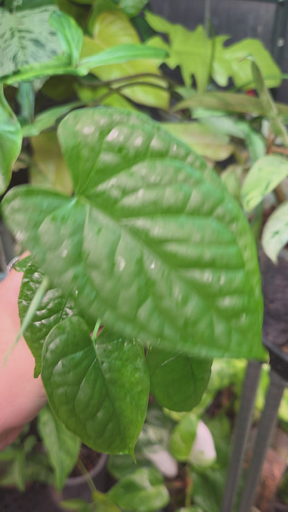 Monstera Membranacea Madison