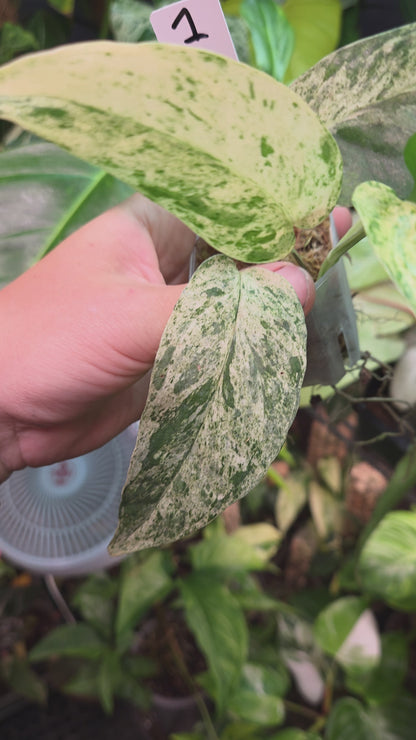 Epipremnum Pinnatum Cebu Blue Variegata