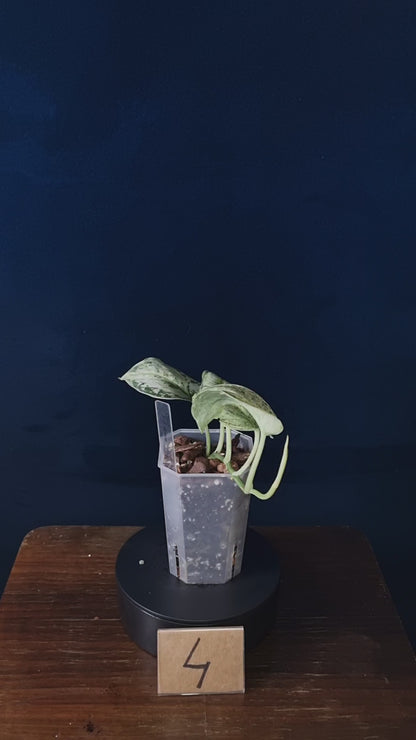 Scindapsus Peasun Medium