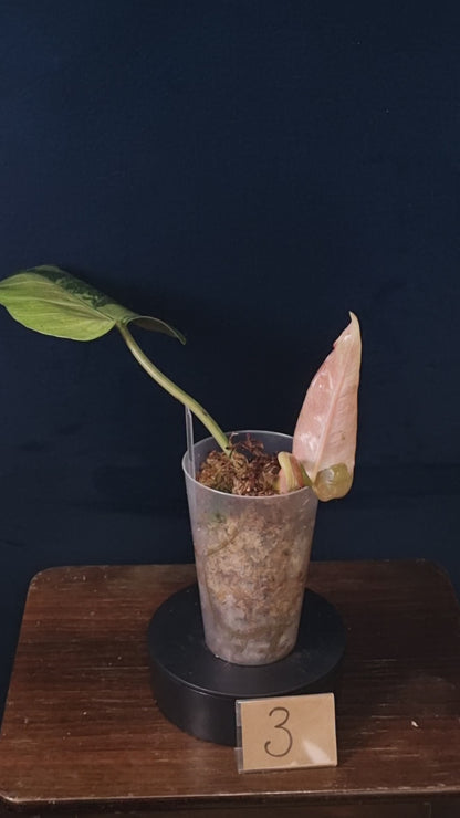 Philodendron Whipple Way Marble/Mint