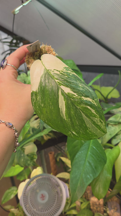 Monstera Lechleriana Variegata