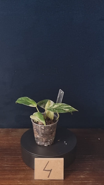 Philodendron Emerald Ice Small