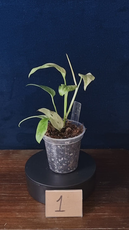 Monstera Laniata Mint