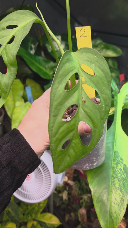 Monstera Epipremnoides Esqueletto