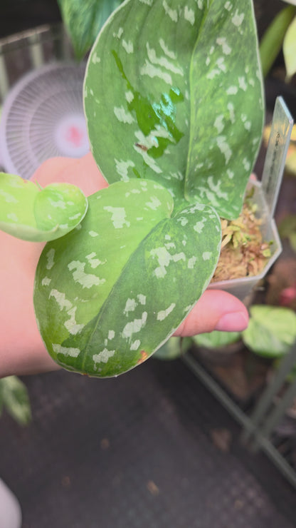 Scindapsus Sentarum Variegata