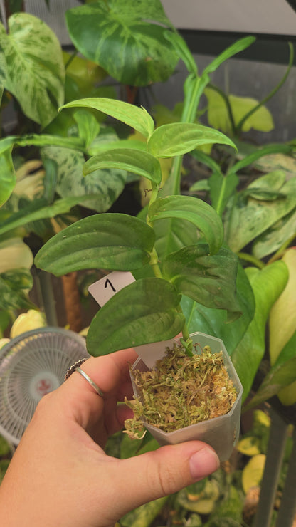 Rhaphidophora Korthalsii