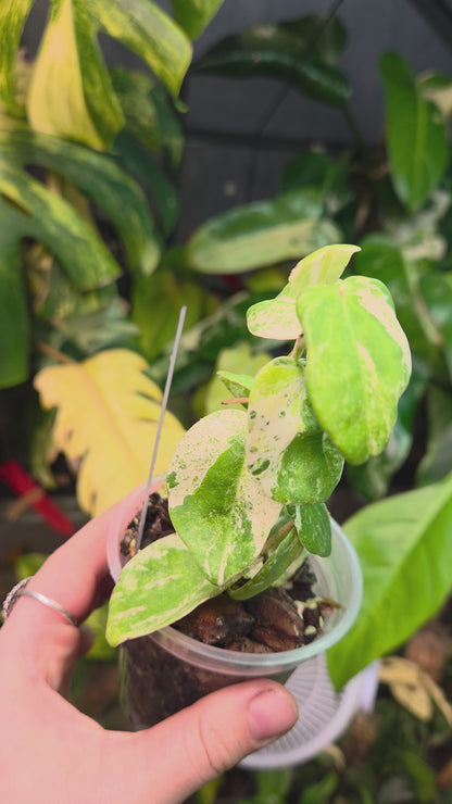 Piper SP Tricolor 'Jadeite'