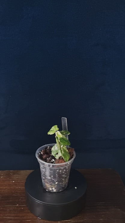 Piper SP Tricolor Jadeite