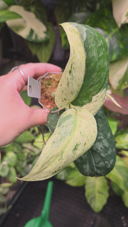 Scindapsus Halimoon (High variegation) - Medium