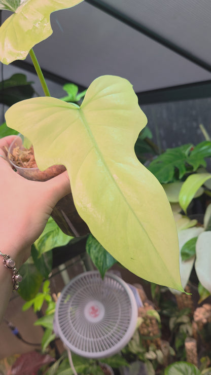 Philodendron Golden Dragon Mint