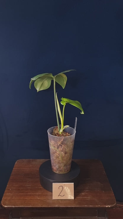 Philodendron Pedatum Variegata