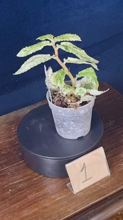 Pellonia Repens Variegata