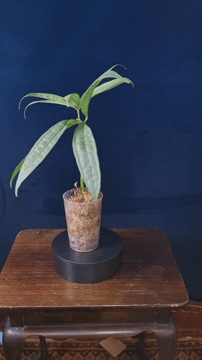 Anthurium Polyschistum x NOID