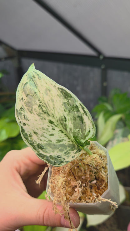Scindapsus Peasun XS