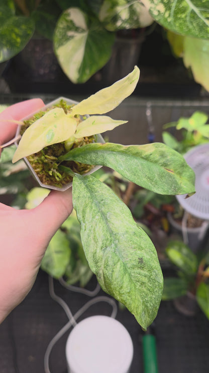 Rhaphidophora Puberula Variegata