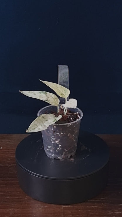 Epipremnum Pinnatum Cebu Blue Variegata