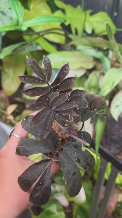 Solanum Uleanum