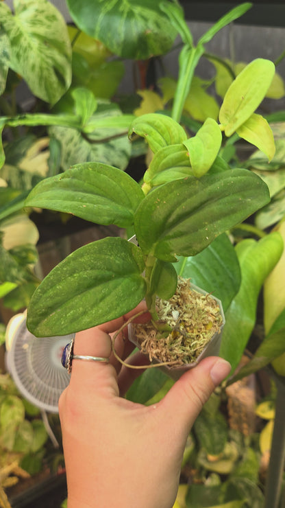 Rhaphidophora Korthalsii