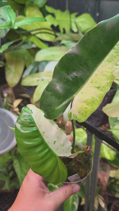 Philodendron Burle Marx Snow White