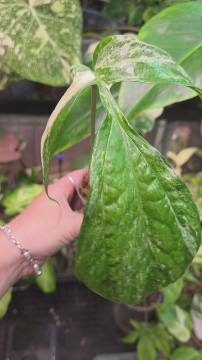 Amydrium Medium Variegata