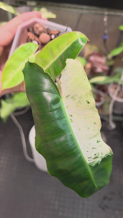 Philodendron Burle Marx Snow White