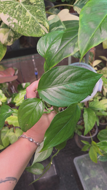 Monstera Aff. Obliqua Filamentous