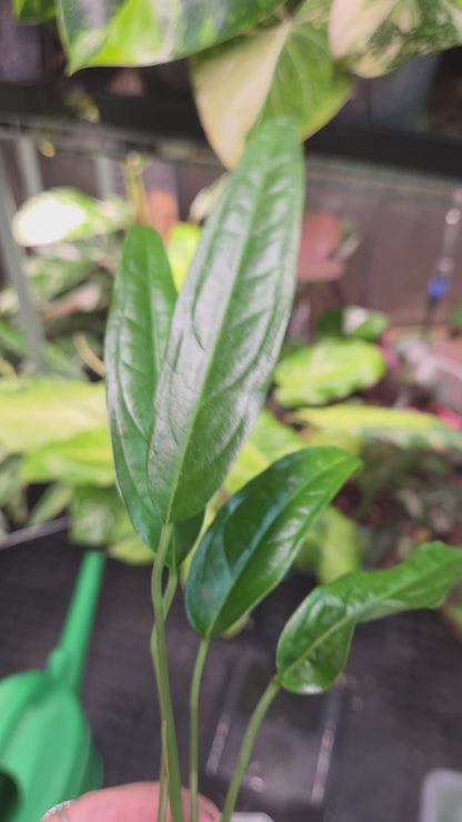 Monstera Obliqua Yasuni