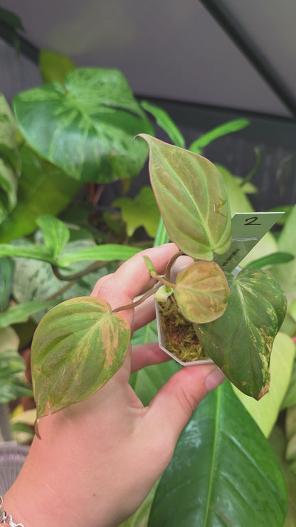 Philodendron Micans Variegata