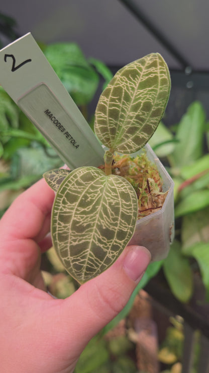 Macodes Petola (Jewel Orchid)