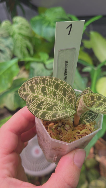 Macodes Petola (Jewel Orchid)