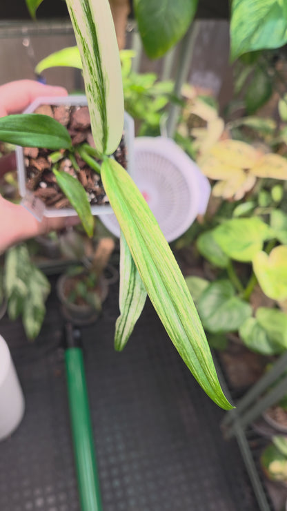 Epipremnum Amplissimum Silver Stripe Albo
