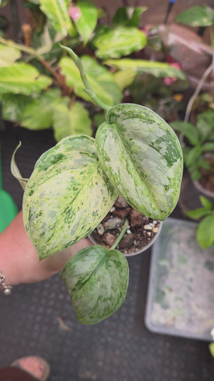 Scindapsus Peasun - Medium