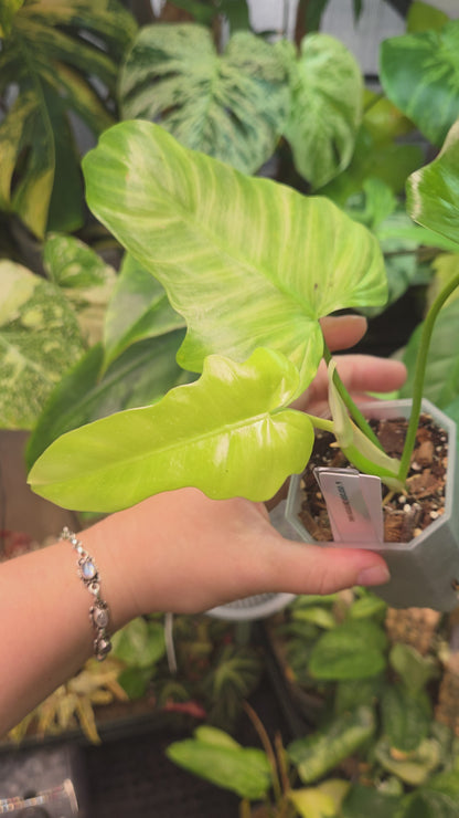 Philodendron Golden Dragon Mint