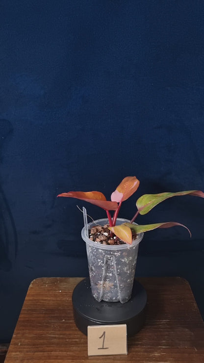 Philodendron Persimmon Princess