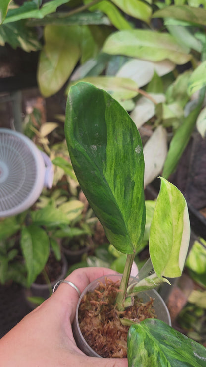 Rhaphidophora Elliptica Aurea