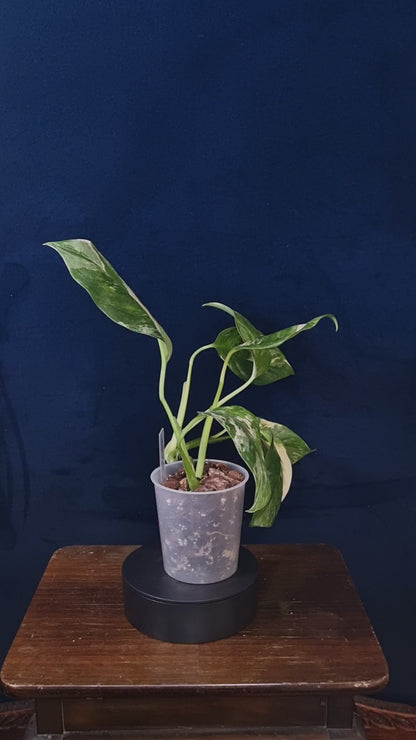 Monstera Lechleriana Variegata