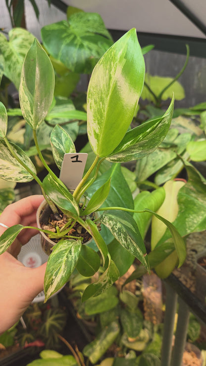 Philodendron Emerald Ice - Small