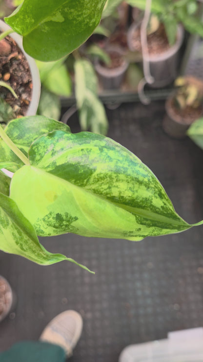 Philodendron Burle Marx Variegata