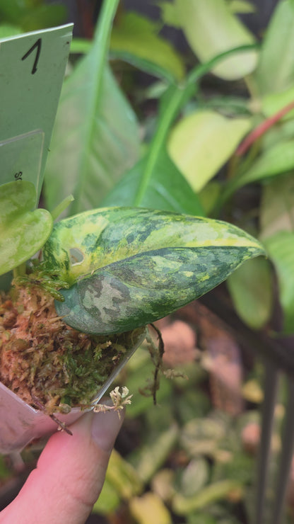Scindapsus Apolaki