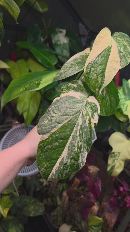 Amydrium Medium Variegata