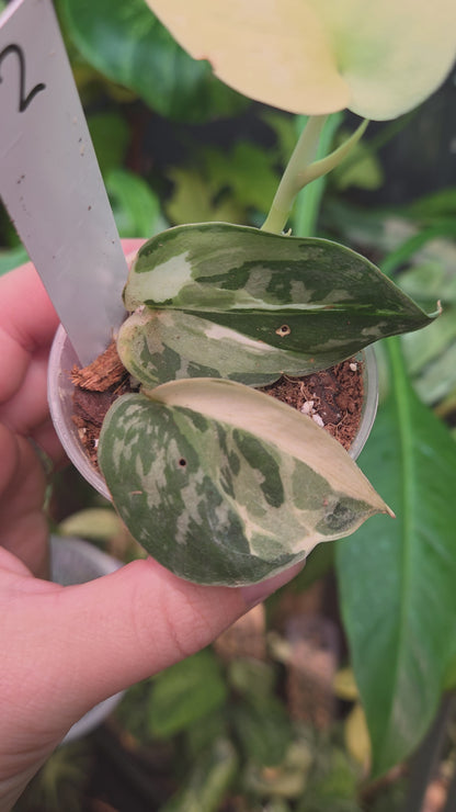 Scindapsus Mayari